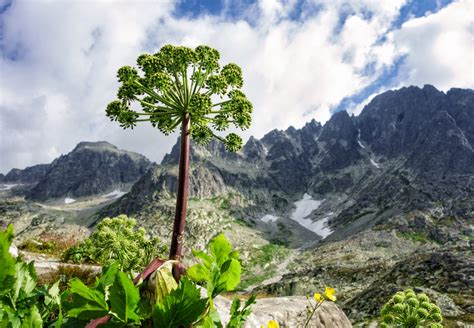 chránené rastliny v tatrách
